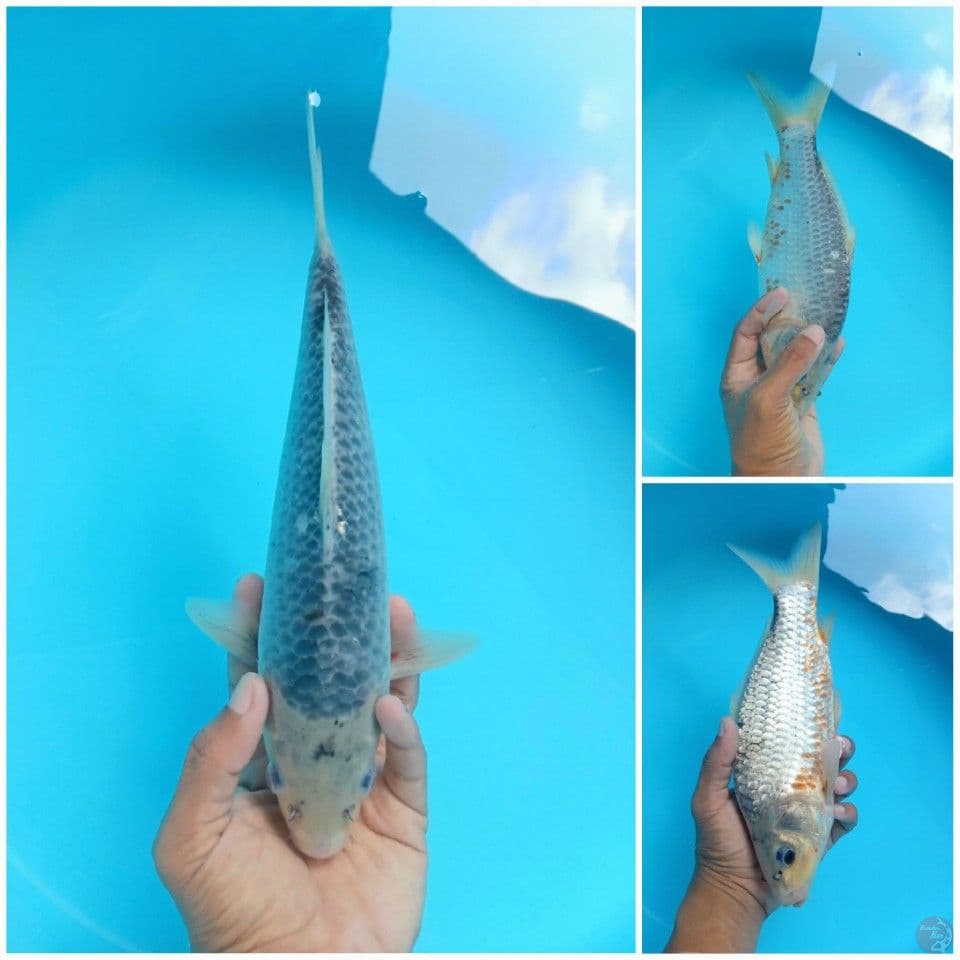 ASAGI 30CM