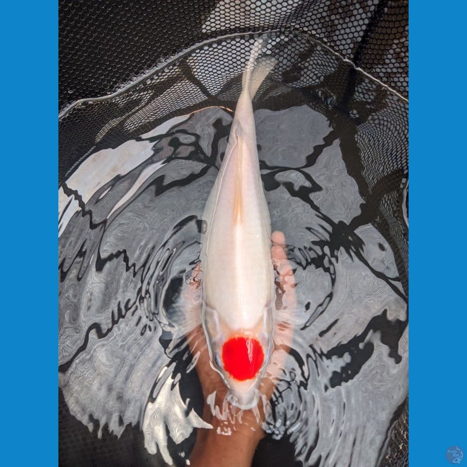 tanco kohaku punok 35 cm
