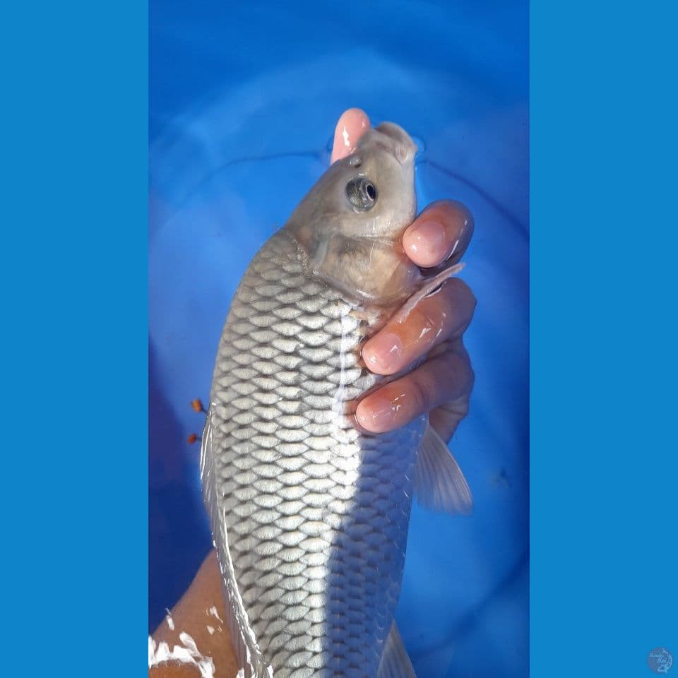 26CM SORAGOI BERPUNUK