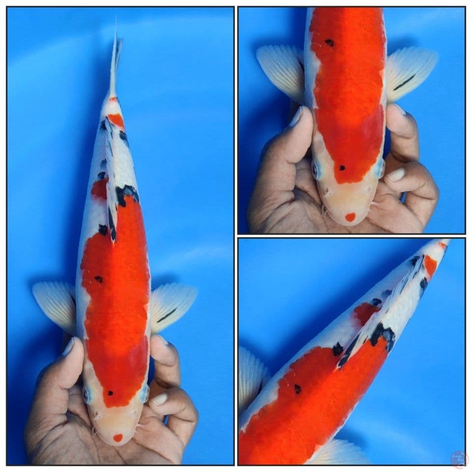 Taisho Sanke 32CM