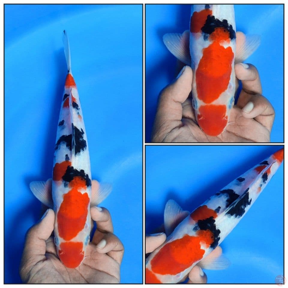 TAISHO SANKE KUCIBENI 28CM
