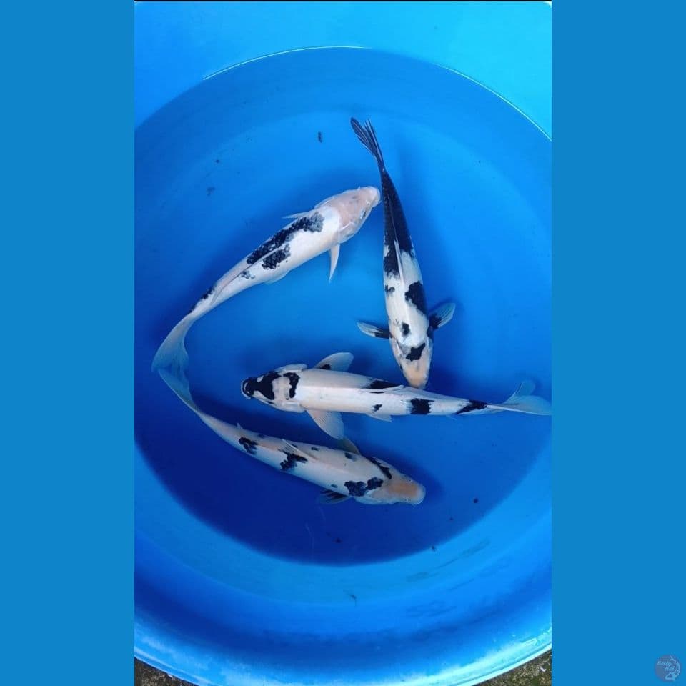 Shiro 4 ekor 37cm