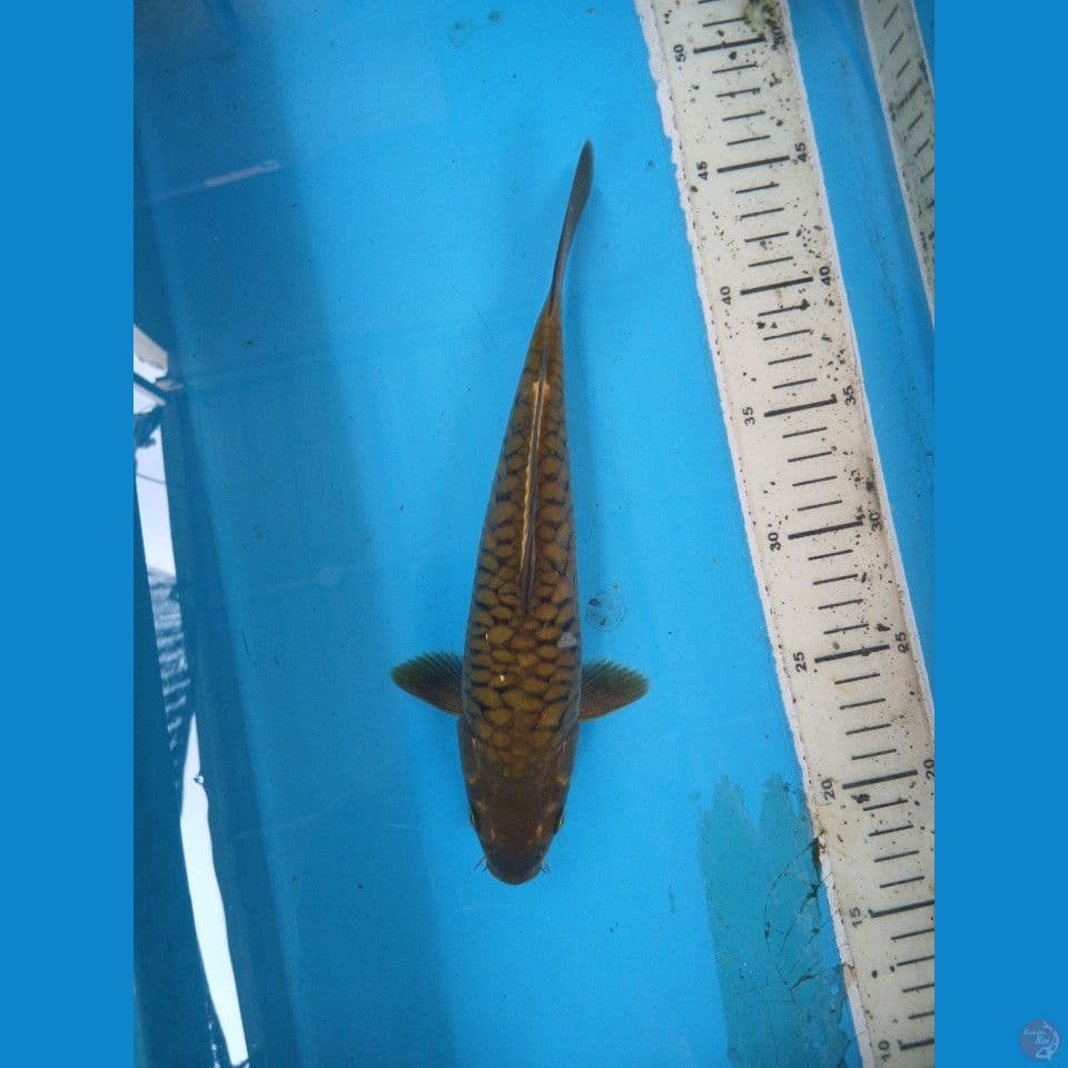 sisik gajah 26cm