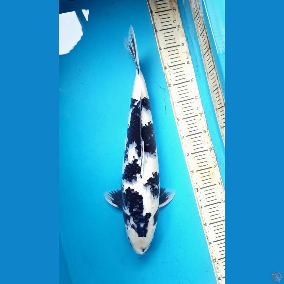 56cm Shiro Female