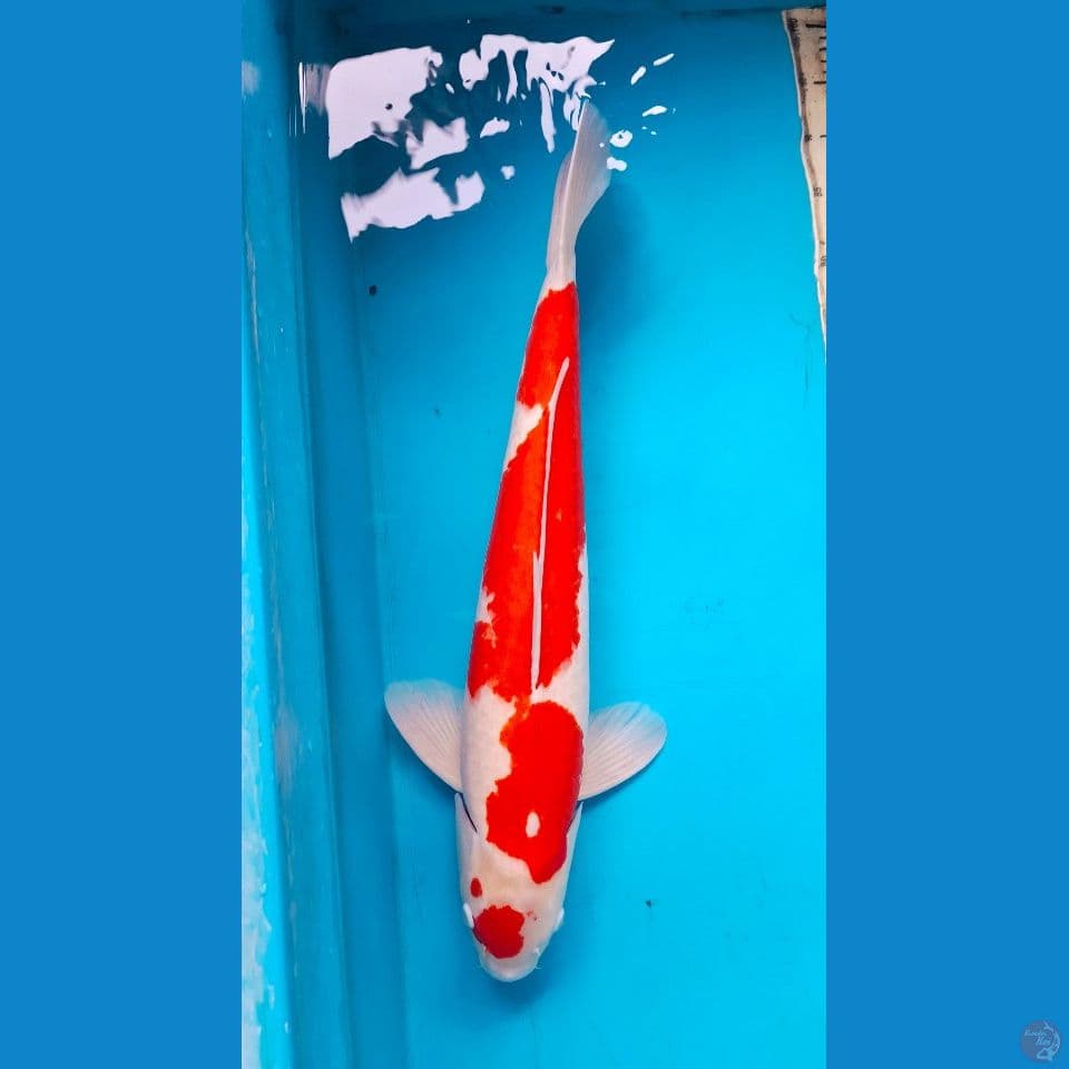 61cm Maruten kohaku Male