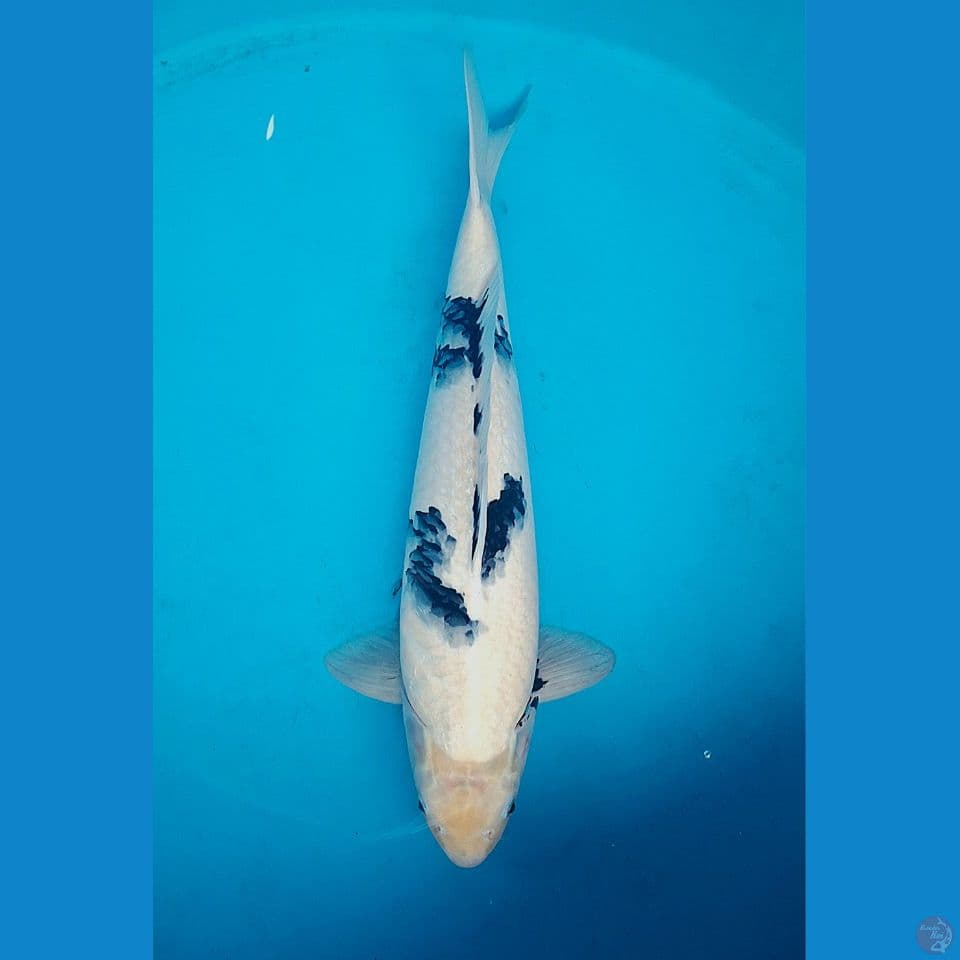 57cm Shiro bekko Male