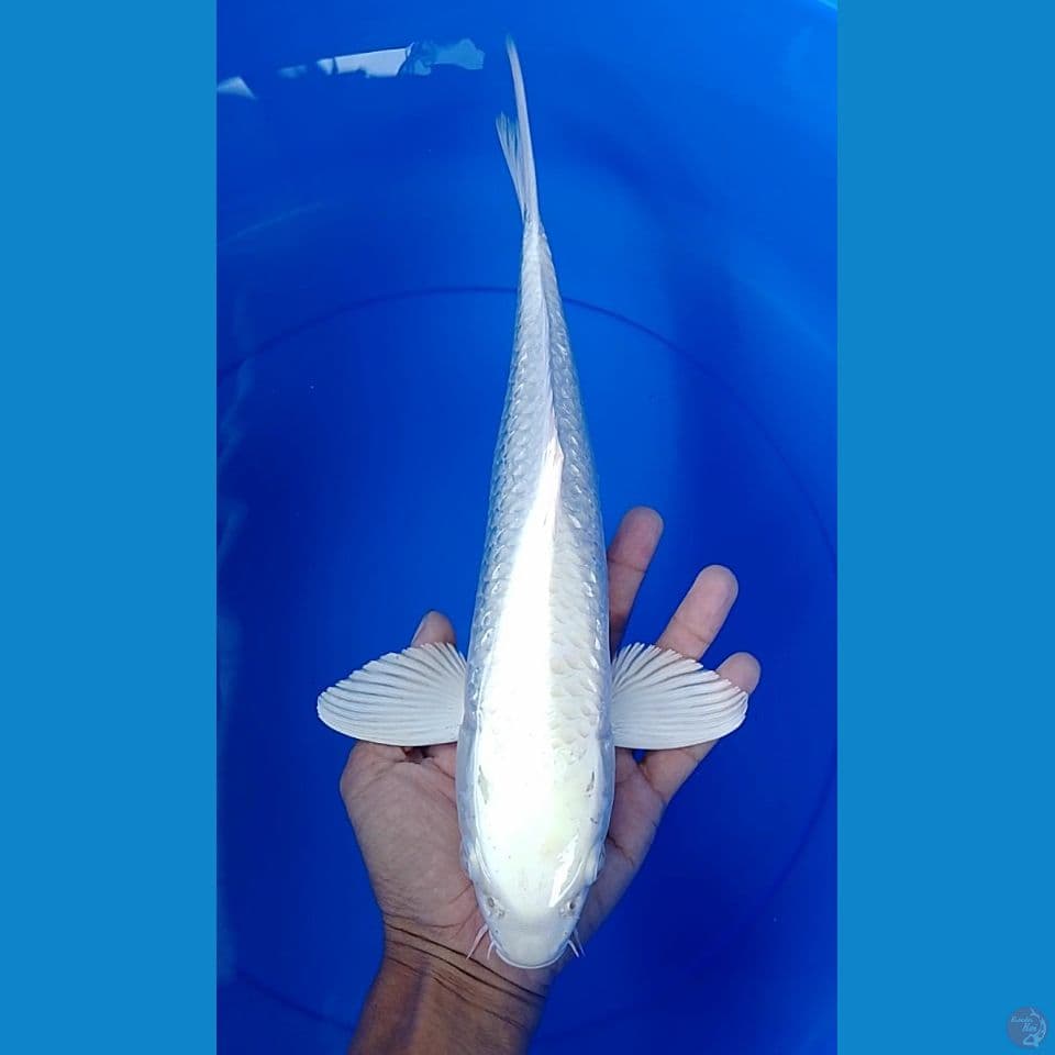 platinum gindrin 33cm.m