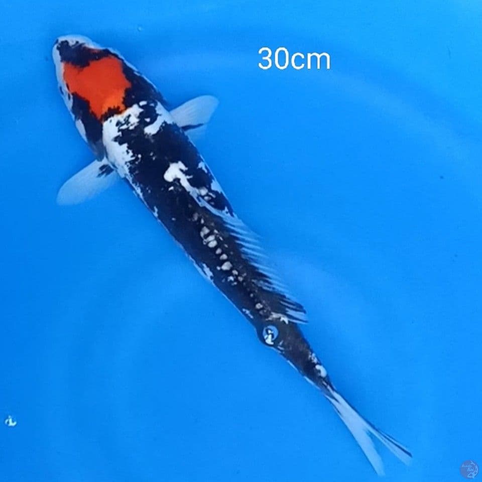 TC BENIKUMONRYU 30CM