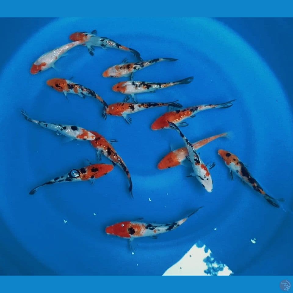 MIX 14 EKOR 14 18CM