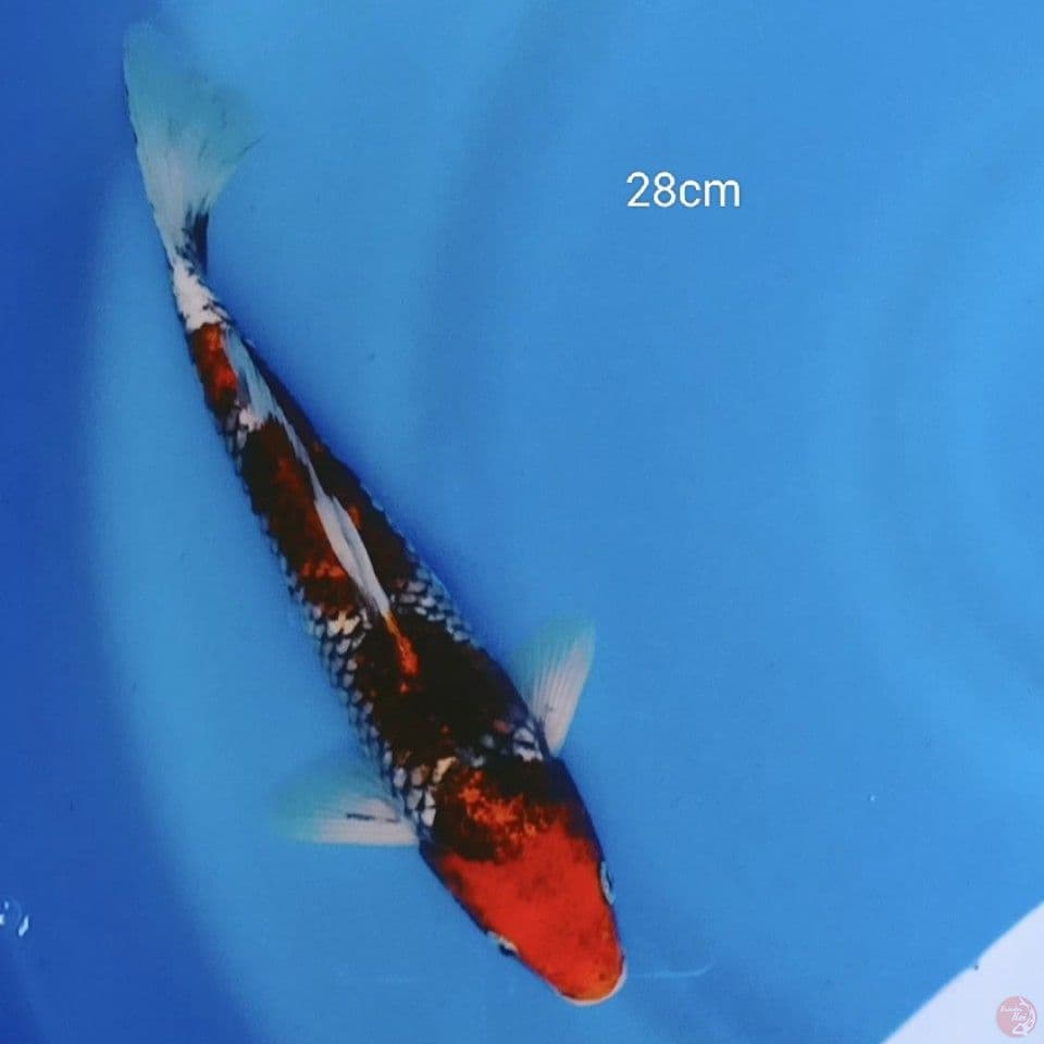 BENI MATSUKAWABAKE 28CM
