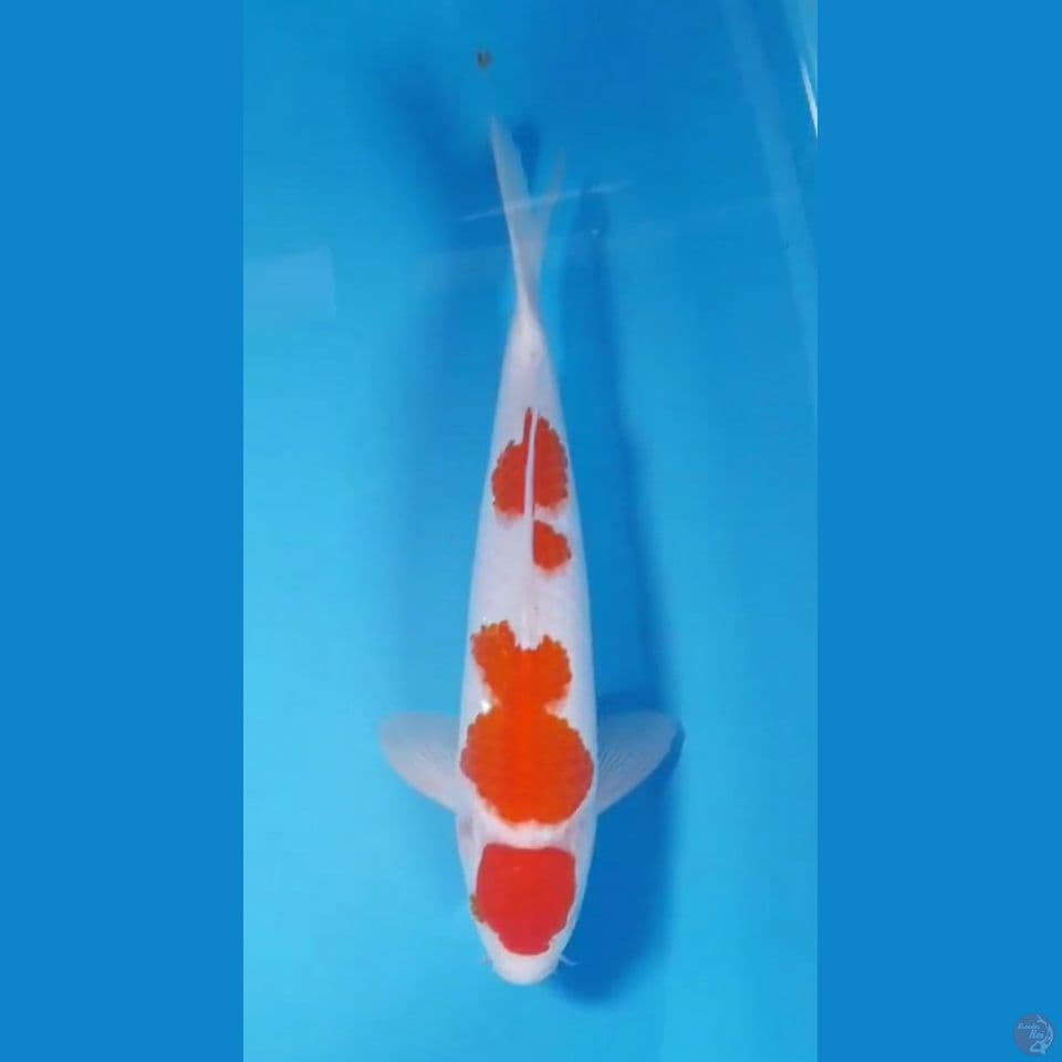 maruten kohaku f1 sakai 37 male