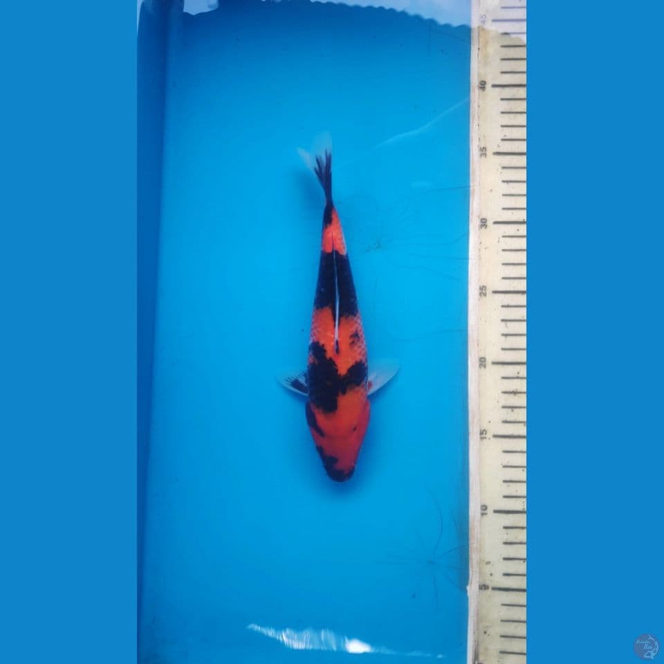 hi showa, 23cm