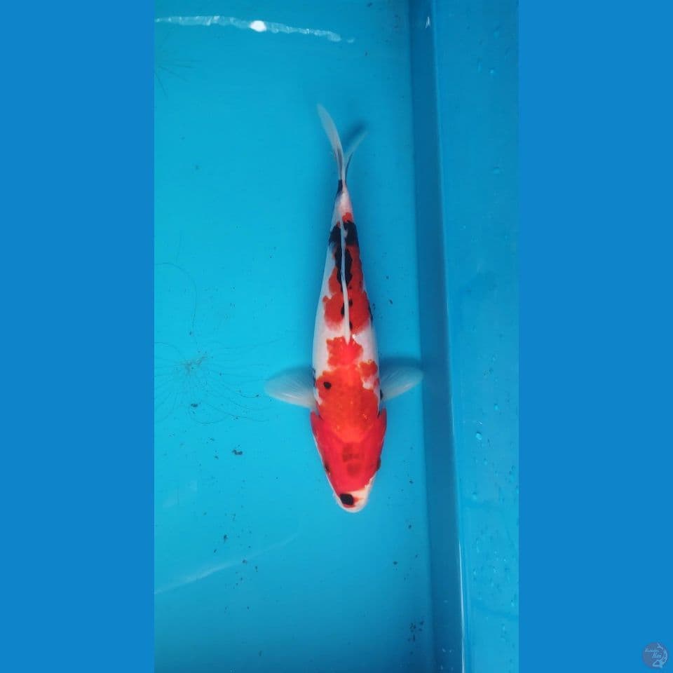 showa,25cm