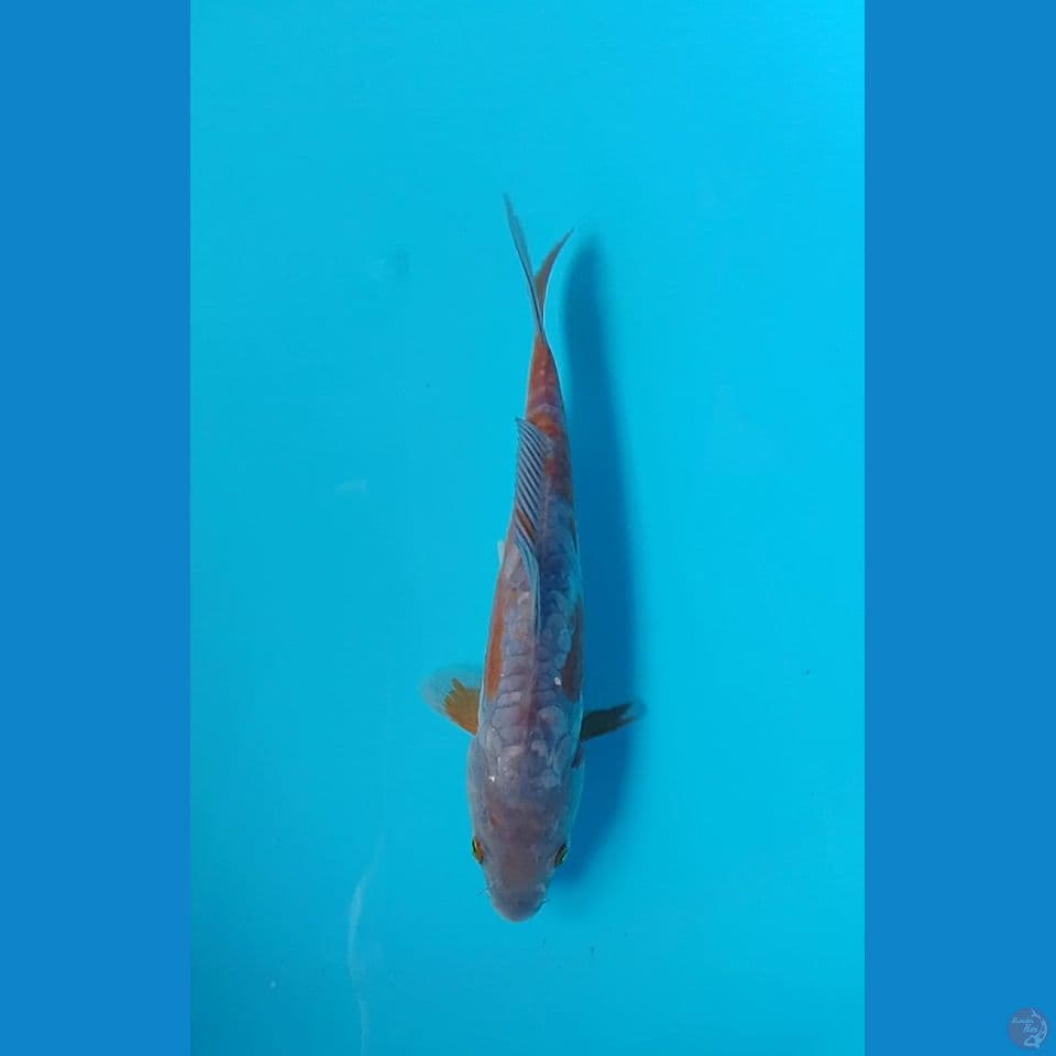 ochiba aragoke : 22cm
