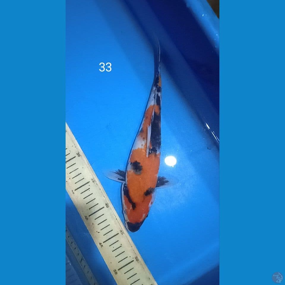 showa 33cm