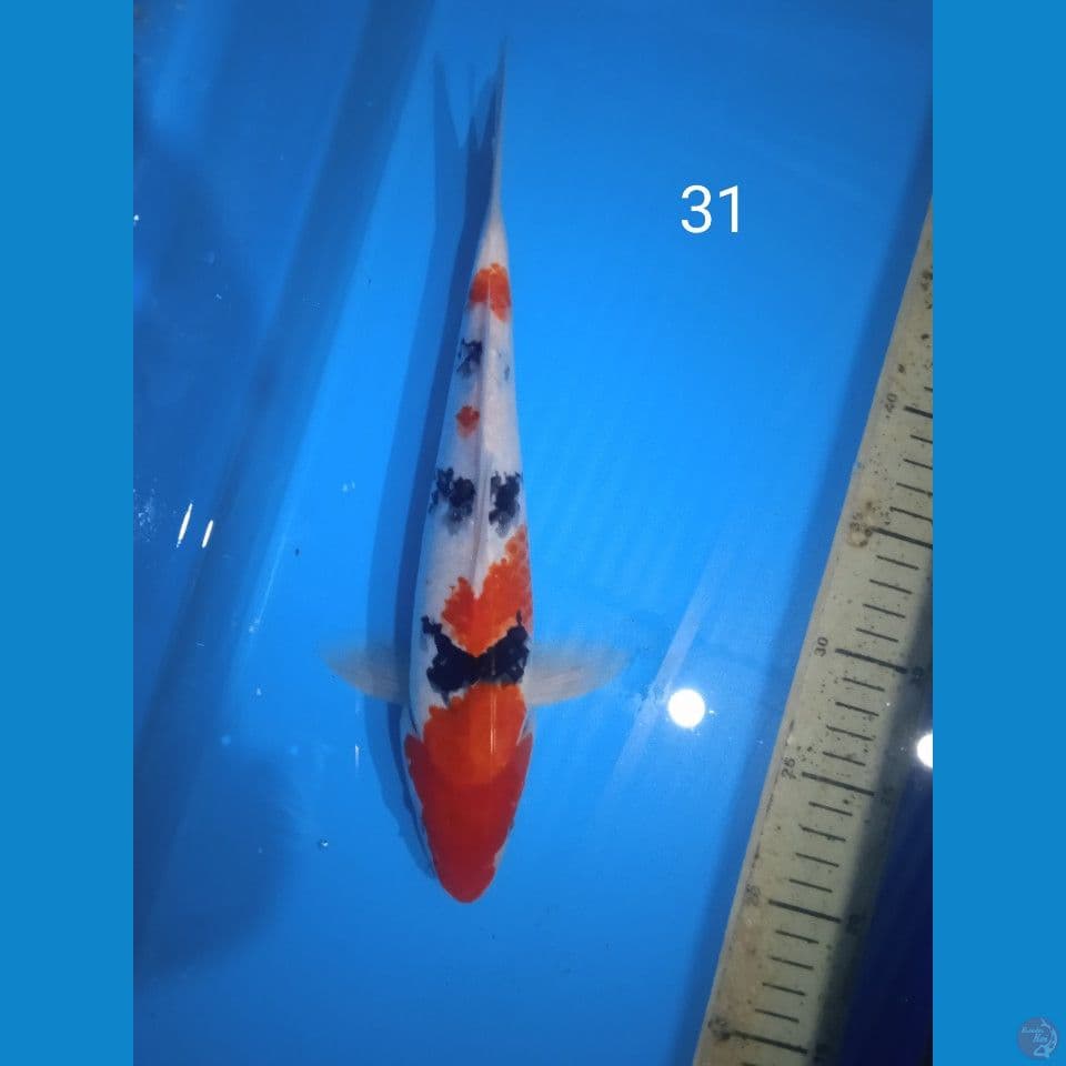 showa 31cm
