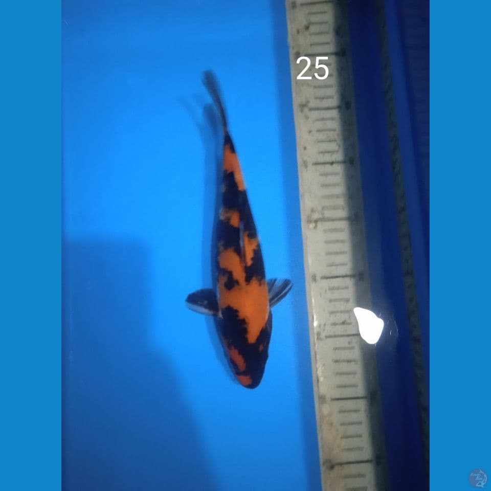 showa 25cm