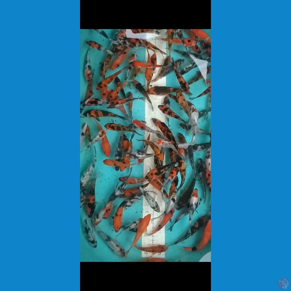 dhowa mix 9-13cm 130ekor