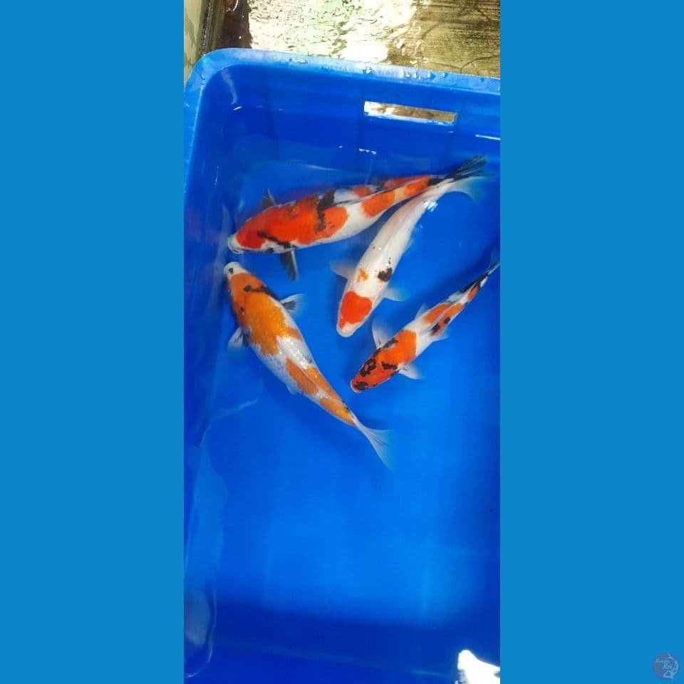 paket 25-33cm 4 ekor