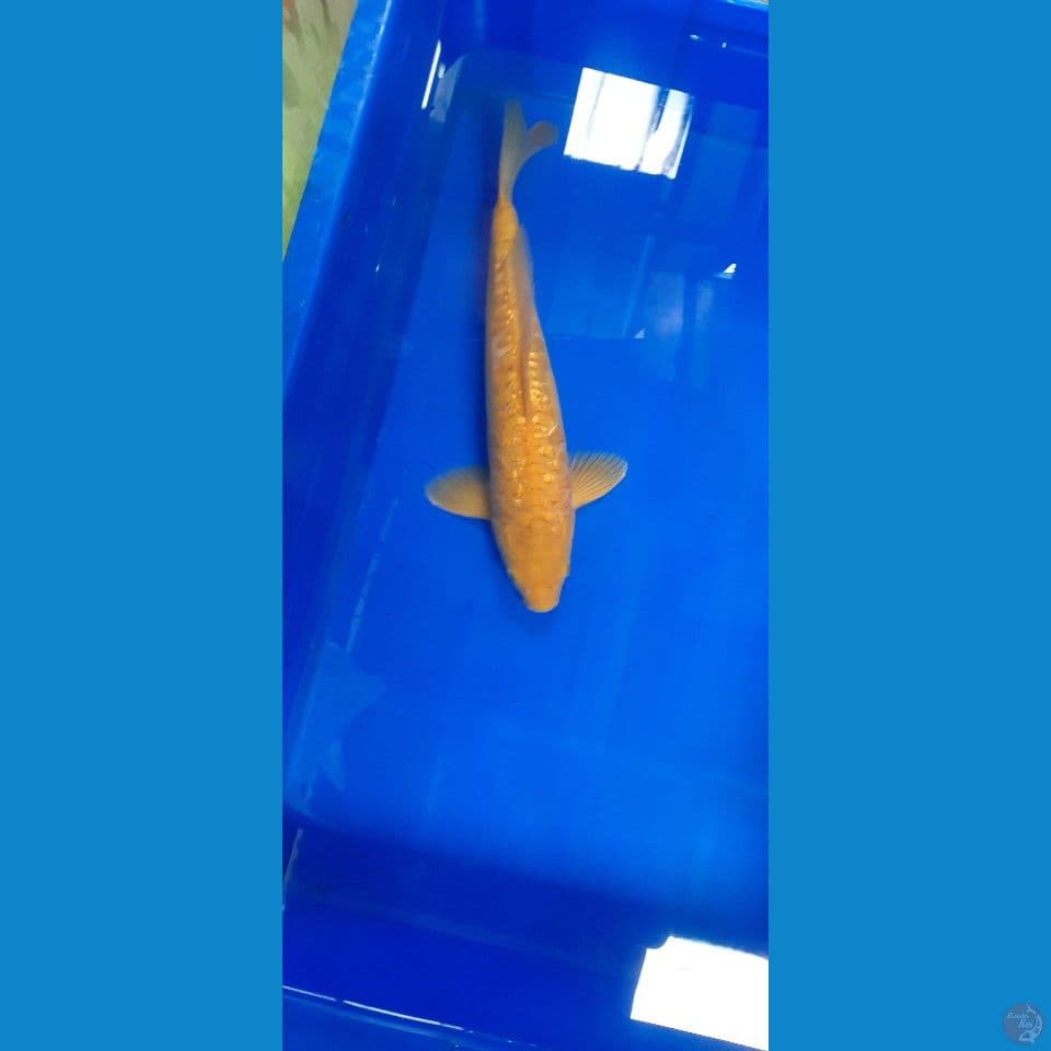 karashi aragoke ginrin 34 cm