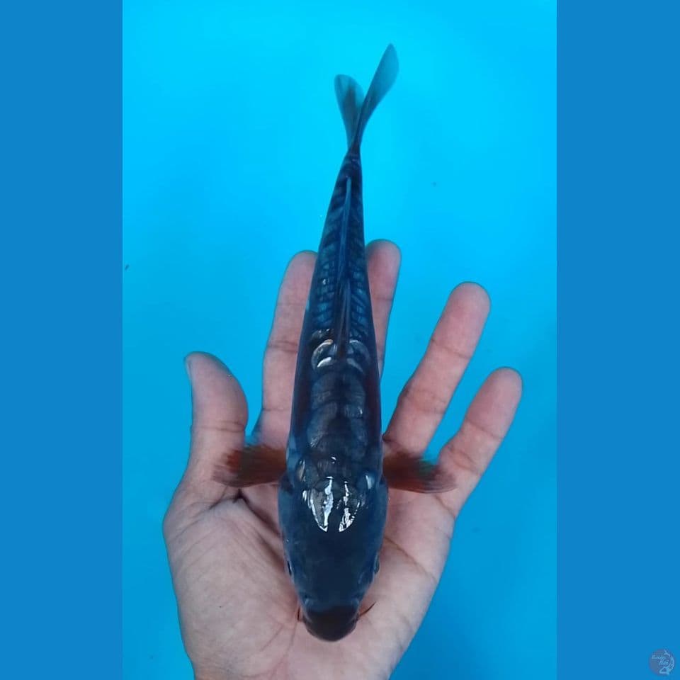 doitshu aragoke 22cm
