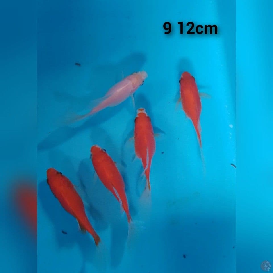 tamasaba longtail 9 12cm