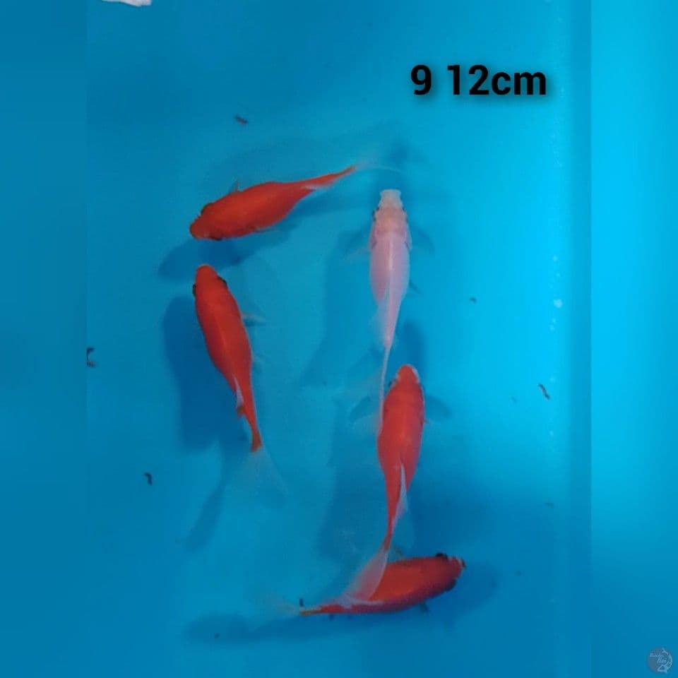 tamasaba longtail 9 12cm