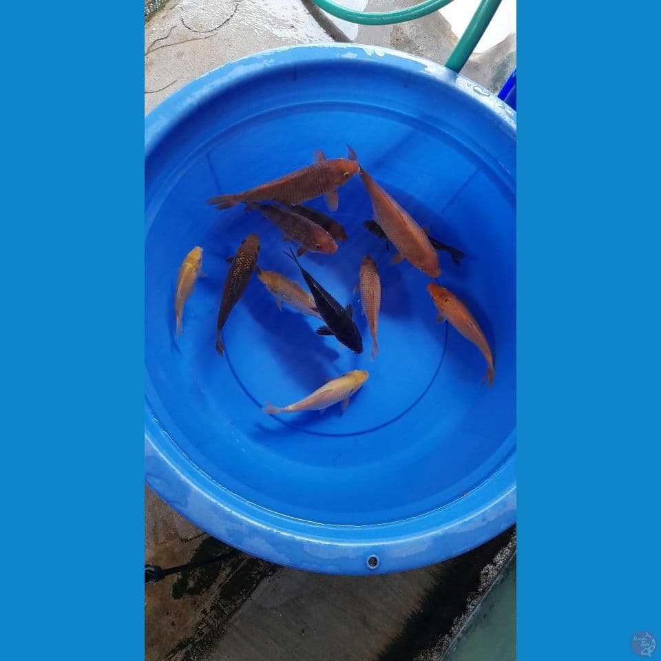 13-24cm Caramel mix