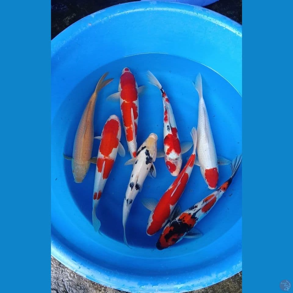 mix 8 ek 37-40cm