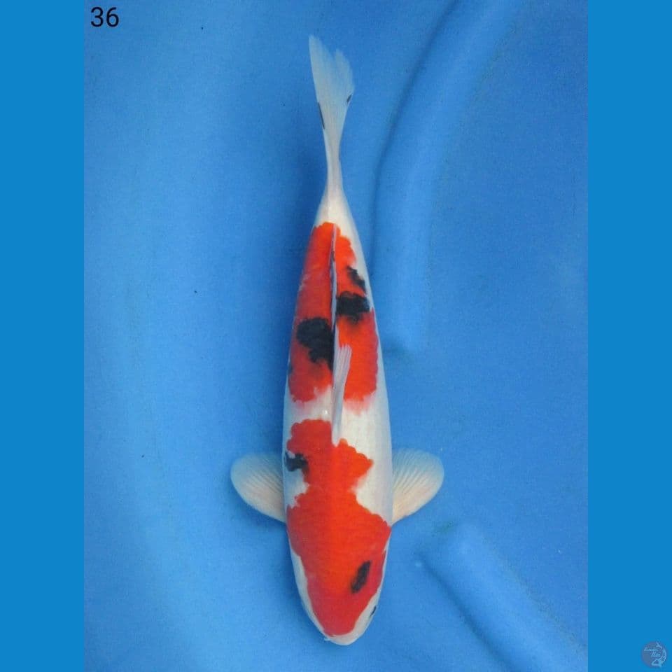 36cm male - Sanke F1
