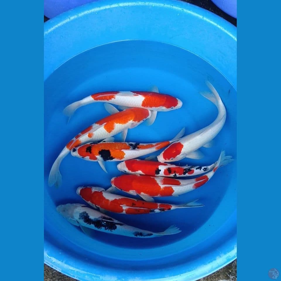 mix 8 ek 36-40cm