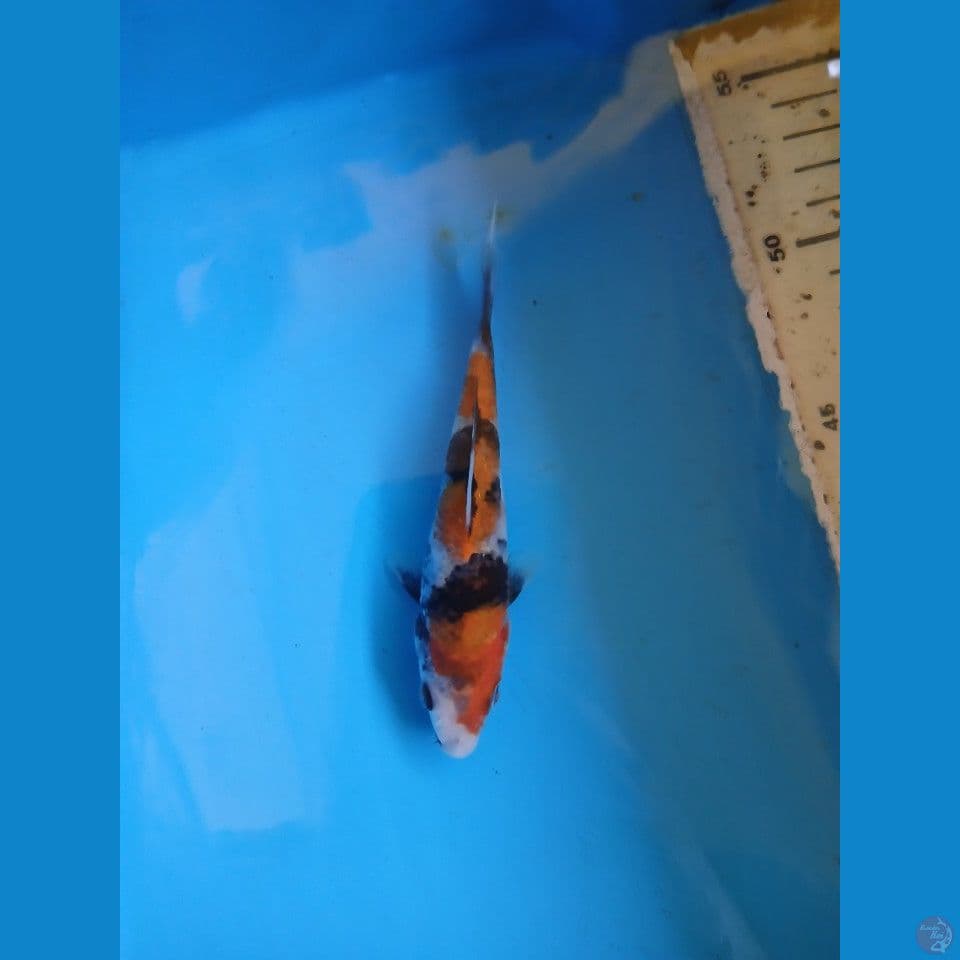 showa 13cm
