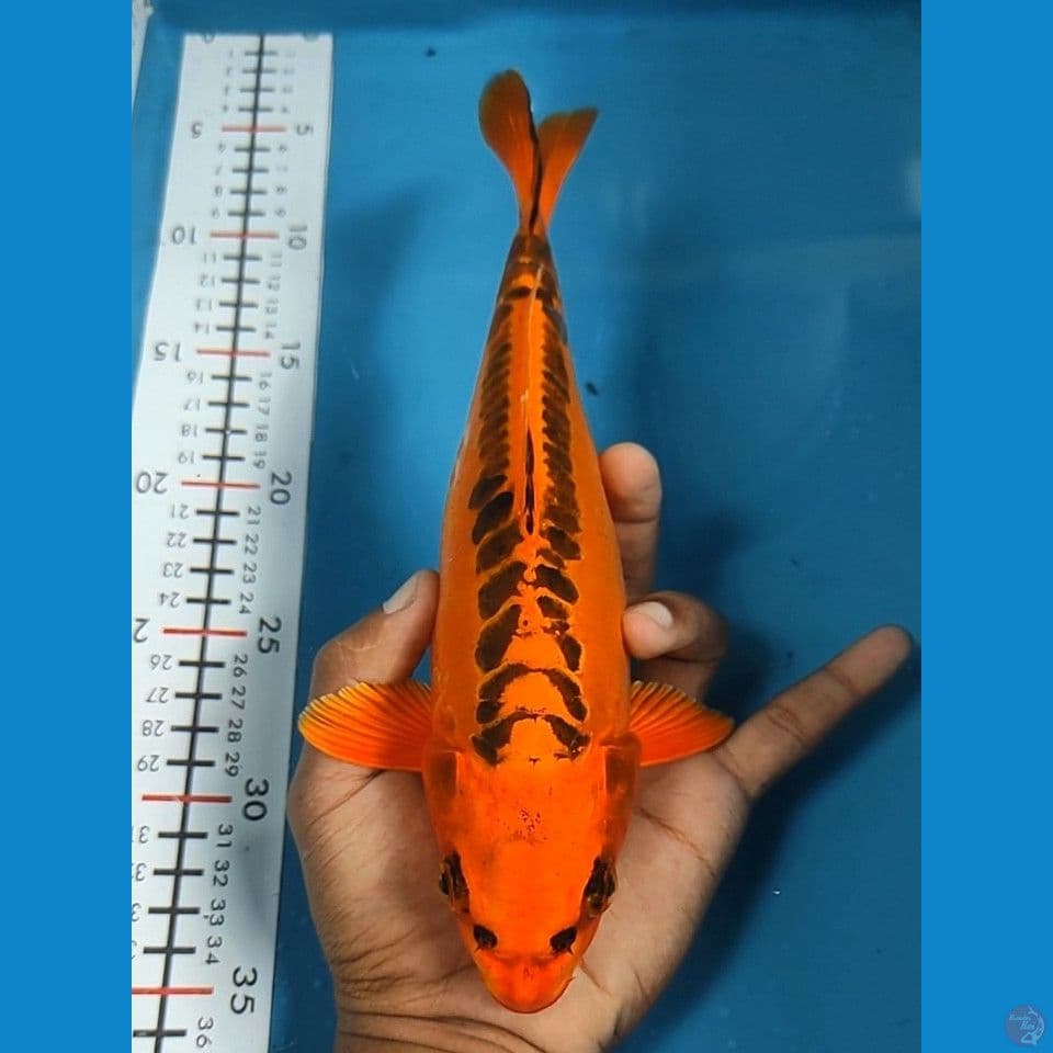 Mizuho 26cm