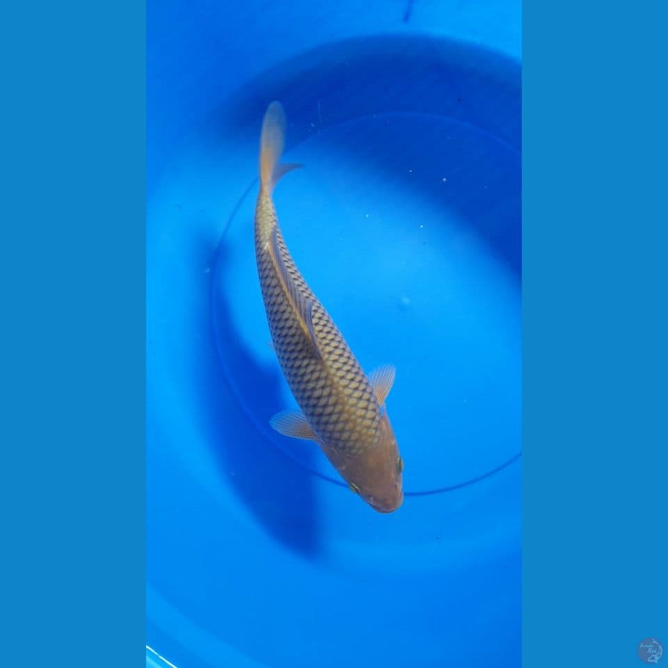 31CM CHAGOI