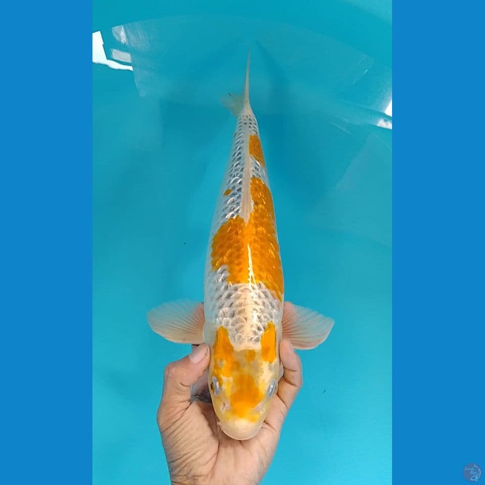hariwake gindrin 37cm