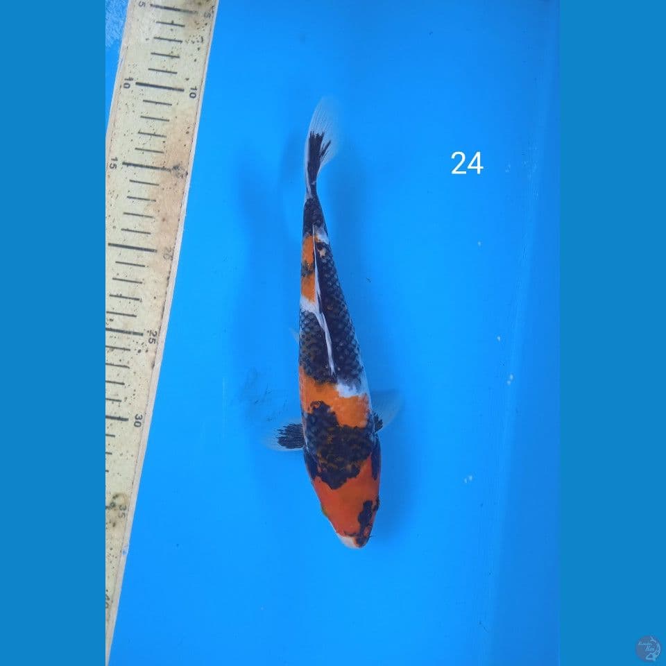 showa 24cm