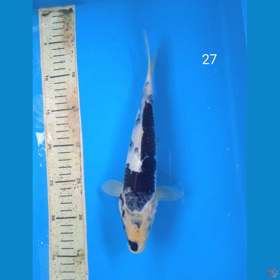 shiro 27cm