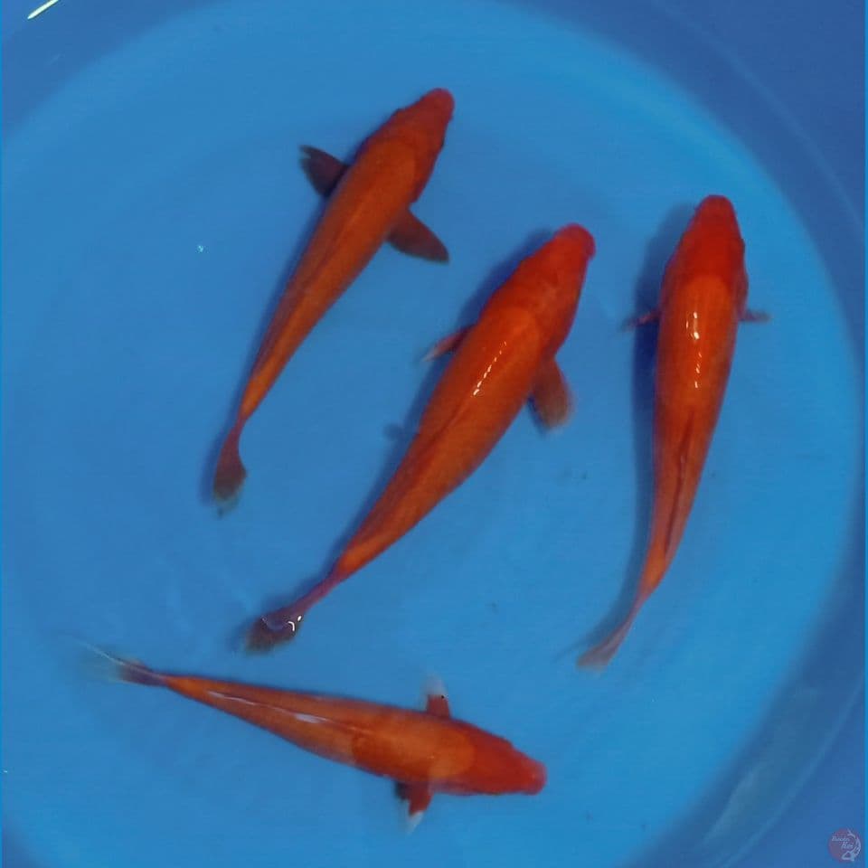 BENIGOI TEMBUS 30CM