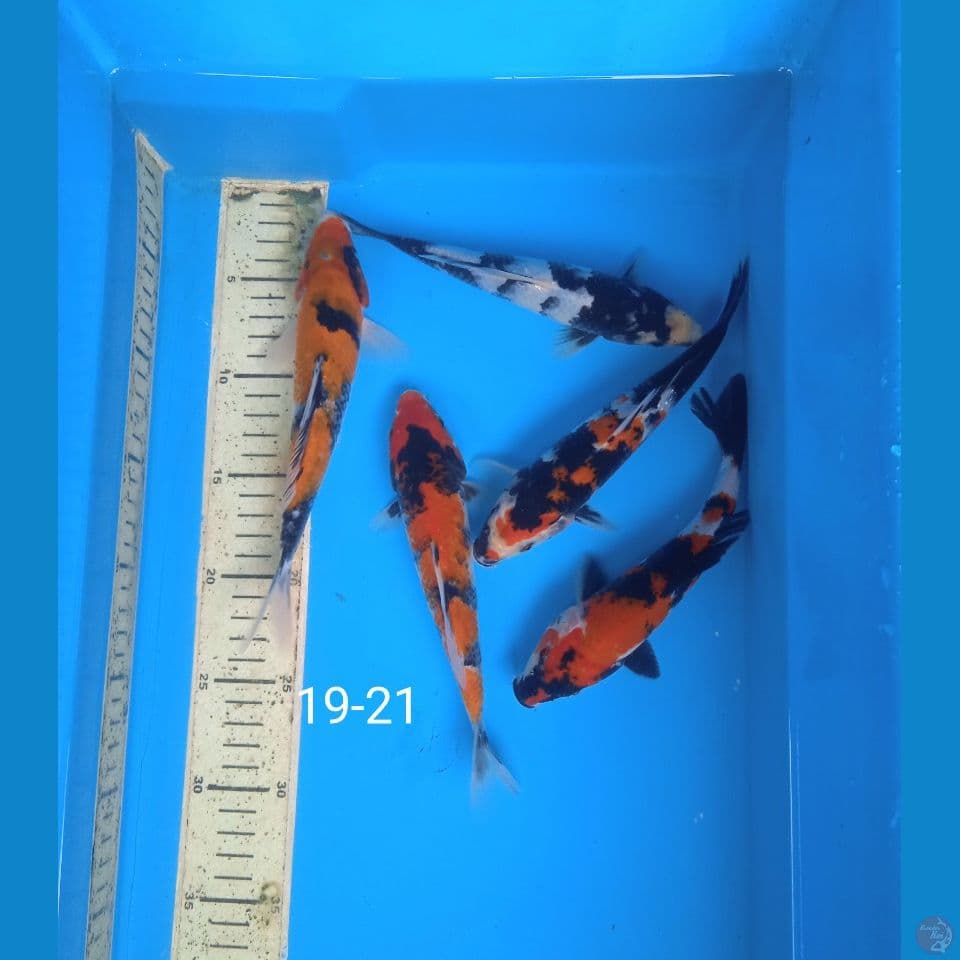 showa 19-21cm