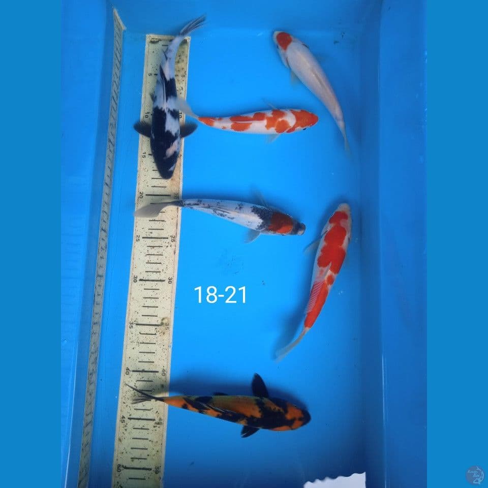 mix 18-21cm