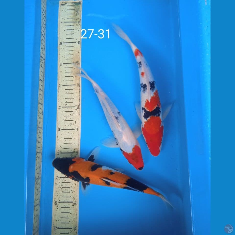 showa 27-31cm