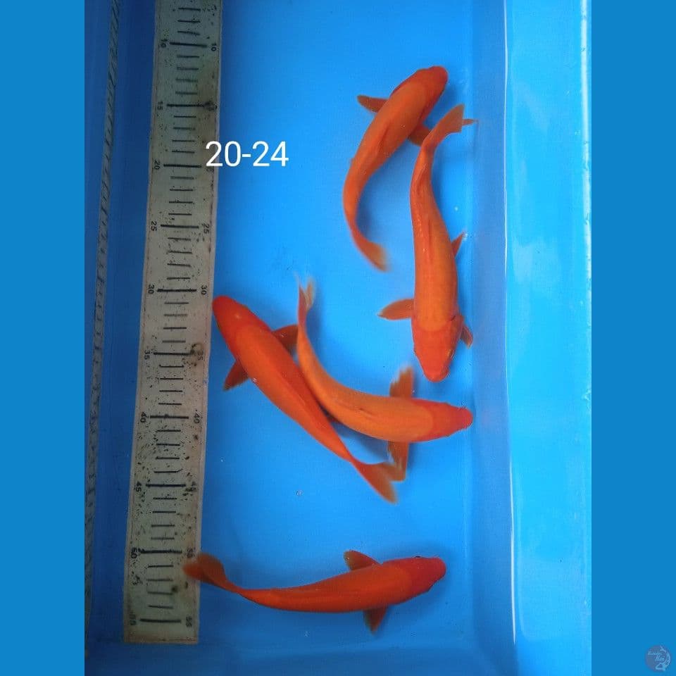 akahajiro 20-24cm