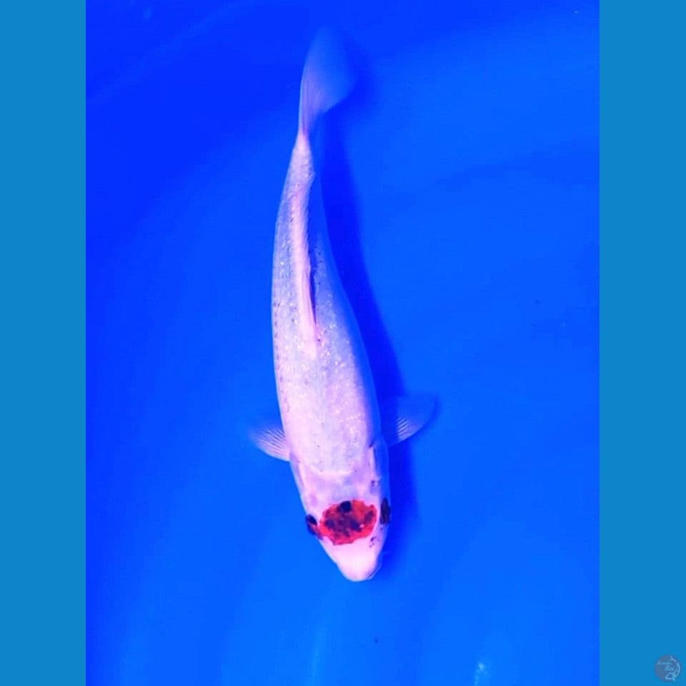 26cm tanco goromo