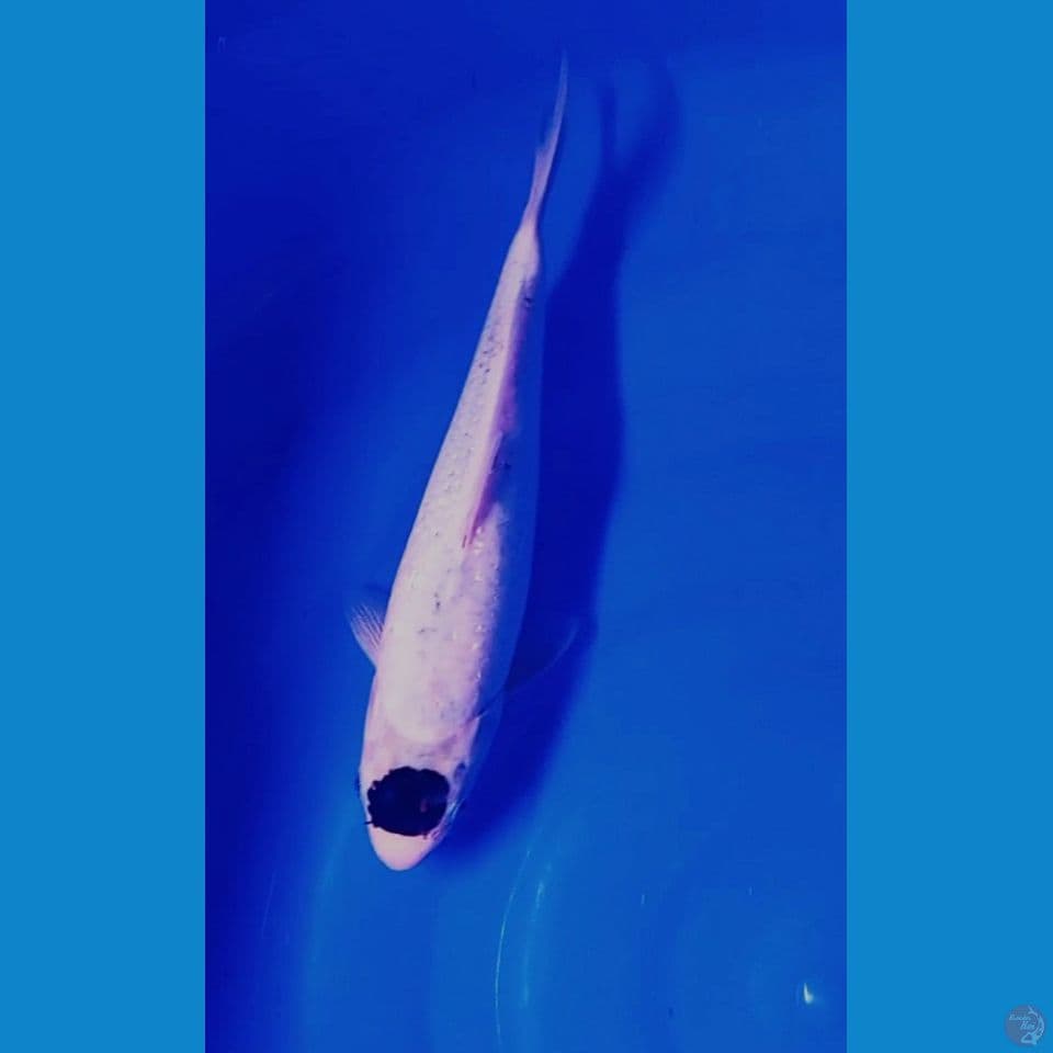 27cm tanco budho
