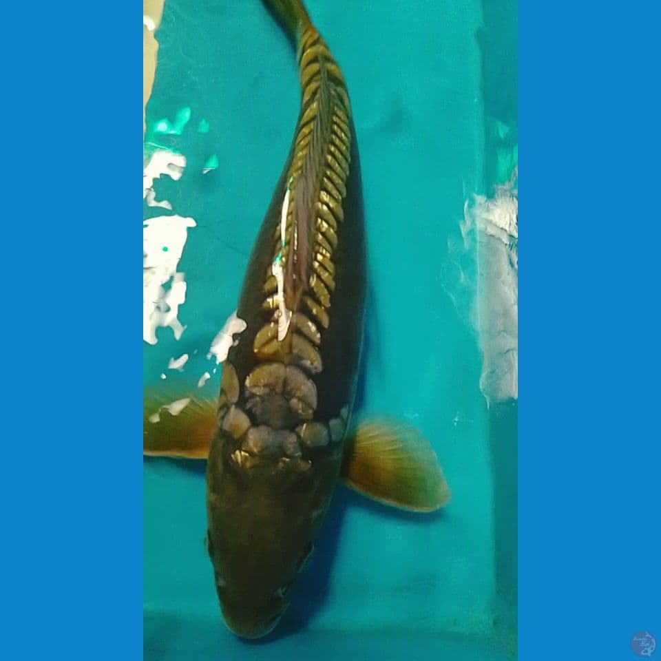 ARAGOKE RAPIH MIDORI MALE 47CM