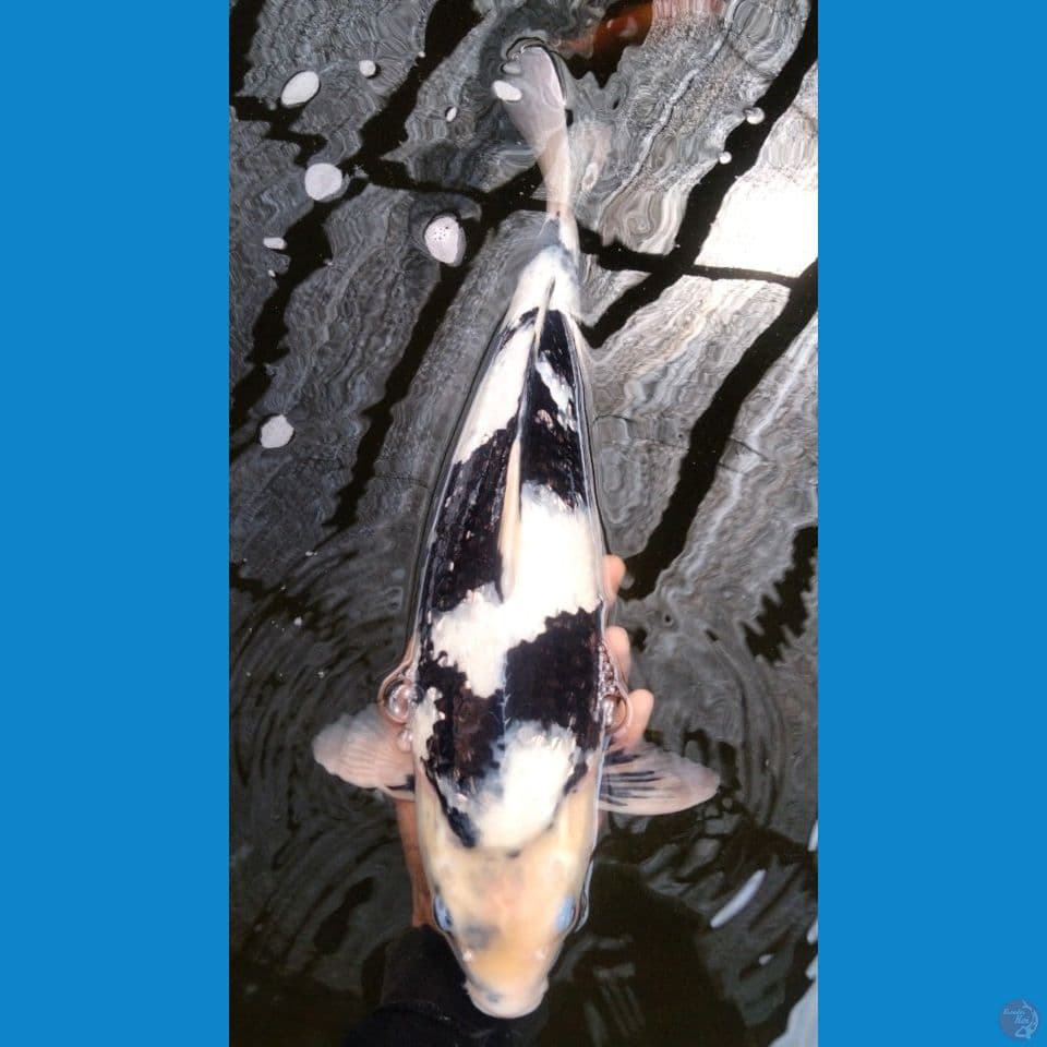 siro gindrin padat ready show 45 cm male
