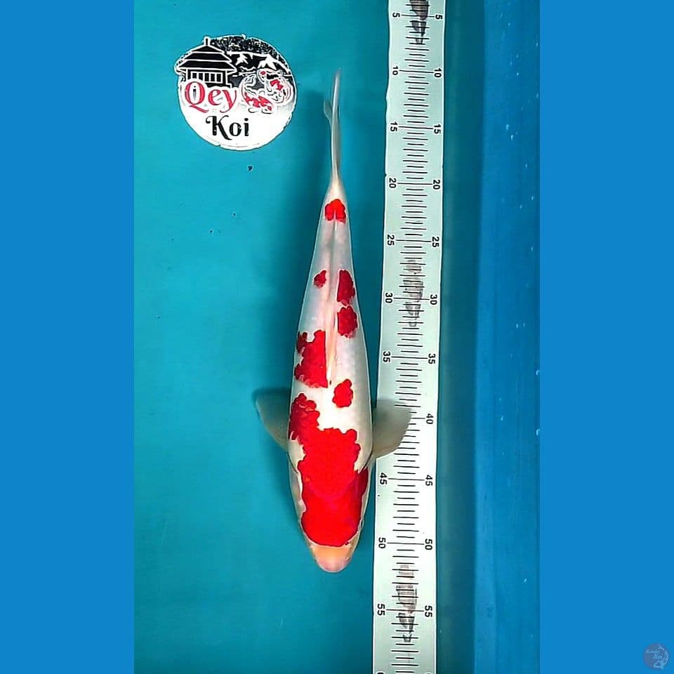 SQ Kohaku