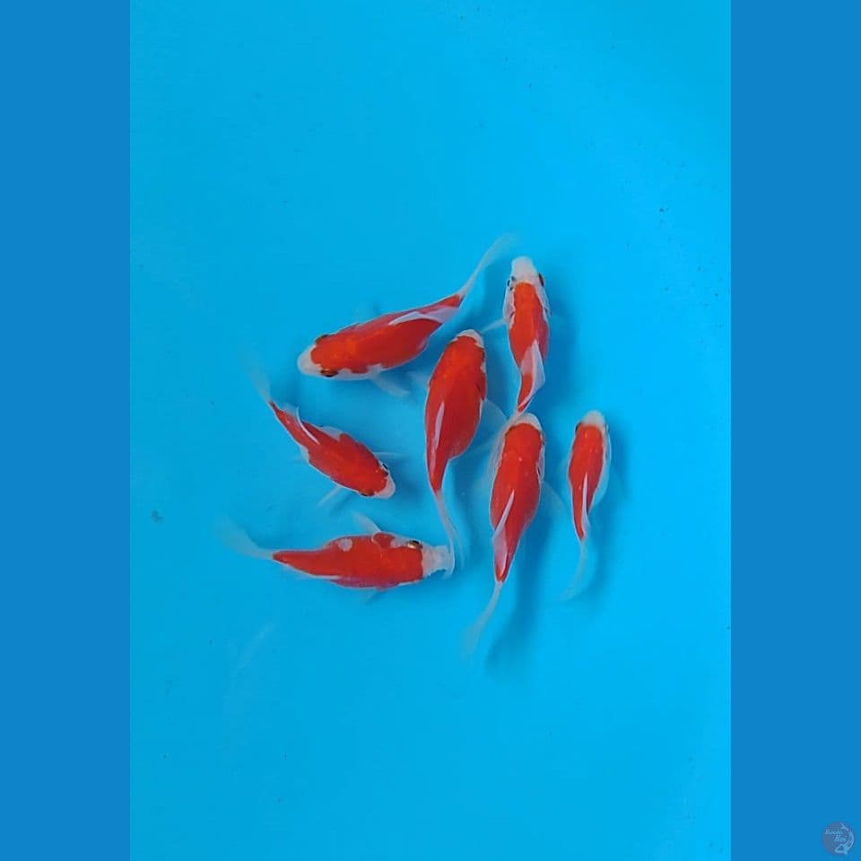 tamasaba longtail : 8 9cm