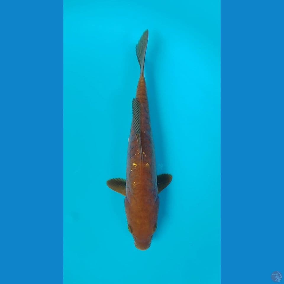 tembaga doitsu: 27cm