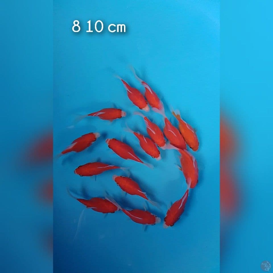 tasamaba longtail sodtail 8 10 cm 15ekor